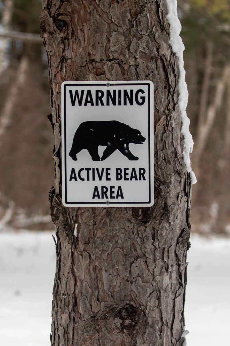 Never Run From a Black Bear