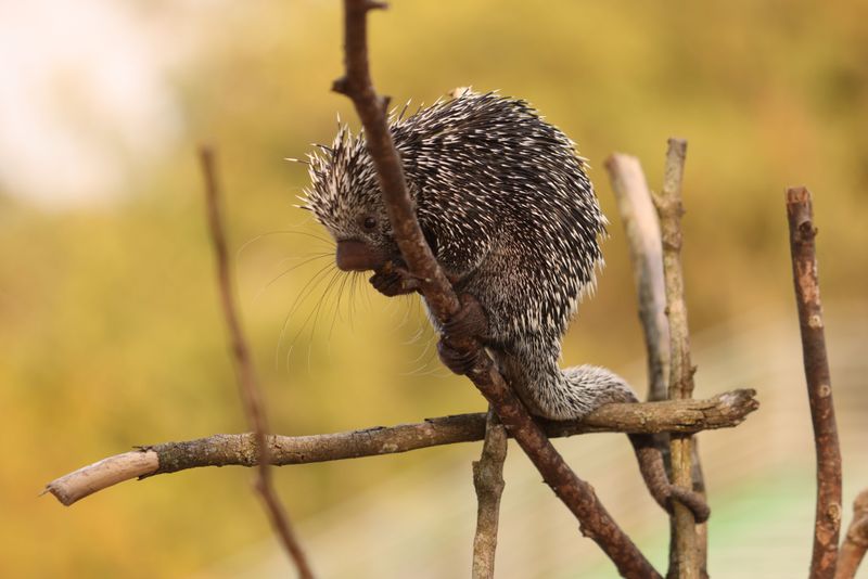 Keep Dogs Away From Trees And Brush