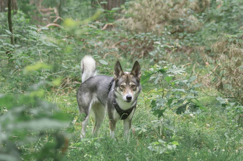 Watch Your Dog's Behavior
