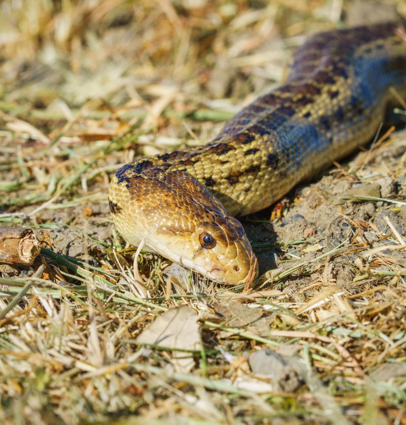Make Your Yard Less Appealing To Snakes
