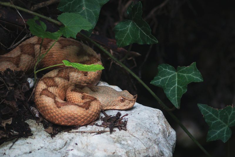 Recognize A Copperhead In Virginia