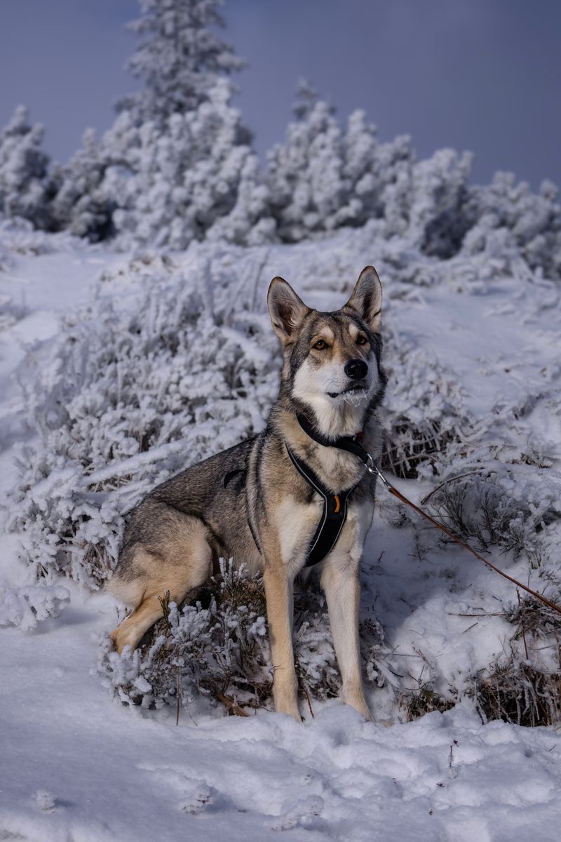Keep Your Dog From Chasing Wildlife