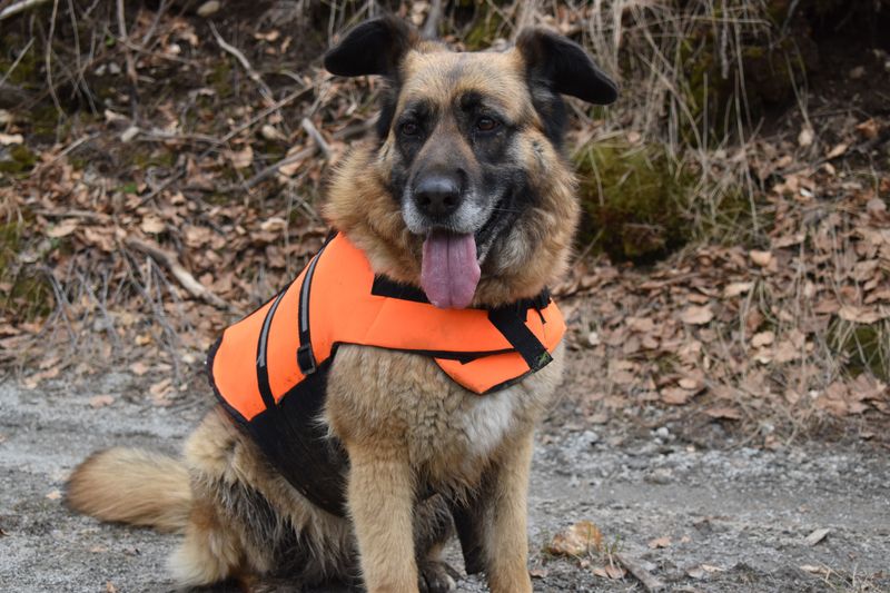 Blaze Orange for Hunting Season