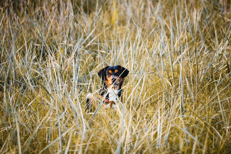 Be Prepared For Ticks And Other Outdoor Pests