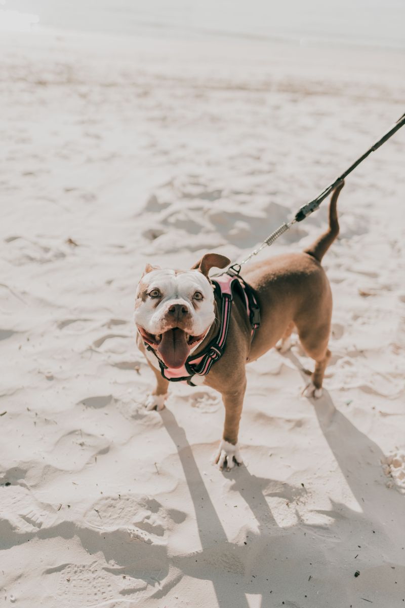 Leashes Are Especially Important Near Surf