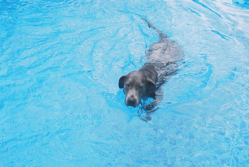Keep Dogs Supervised Around Backyard Pools and Ensure Safe Exit Points