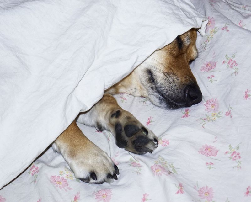 Check Your Dog's Bedding After the Hike