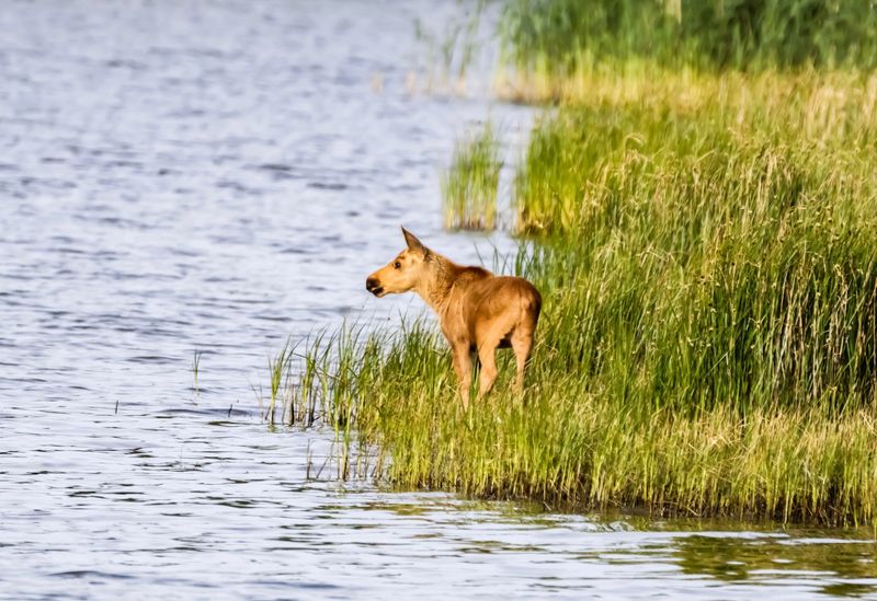 Be Particularly Cautious During Calving Season