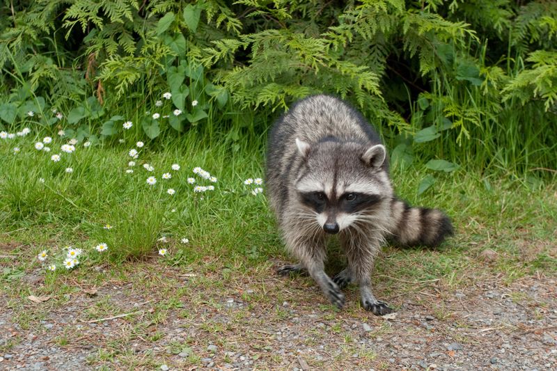 Do Not Chase or Corner the Animal