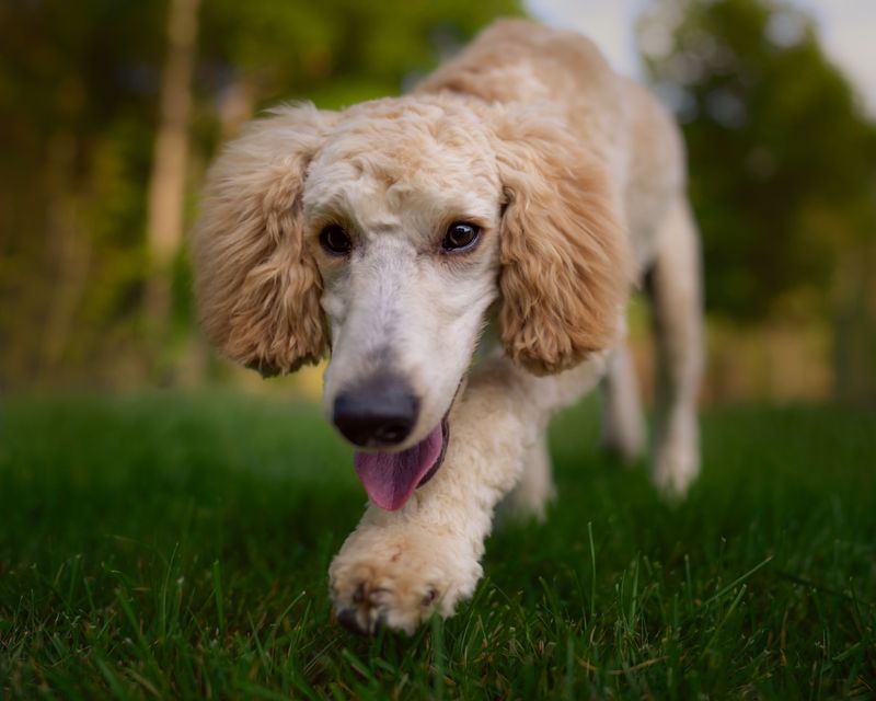 Standard Poodle