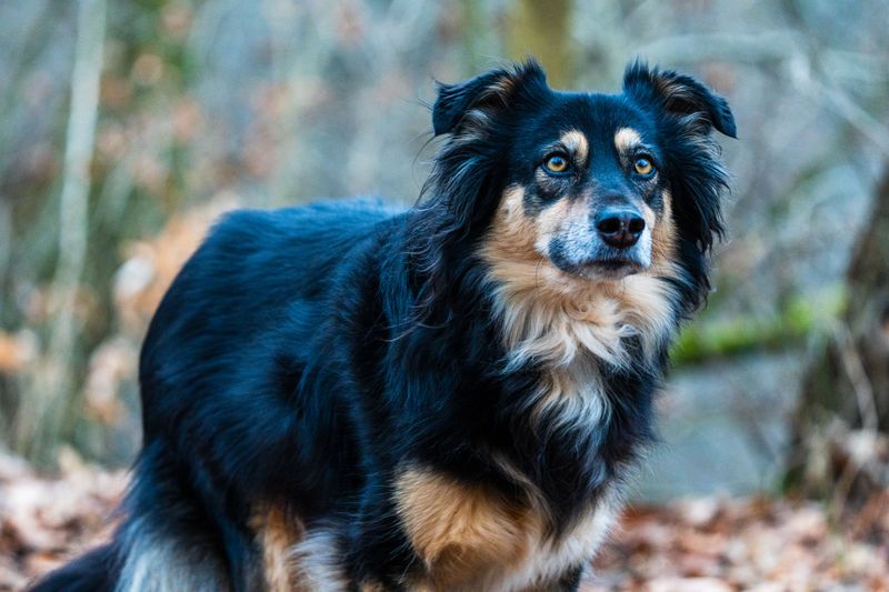 English Shepherd
