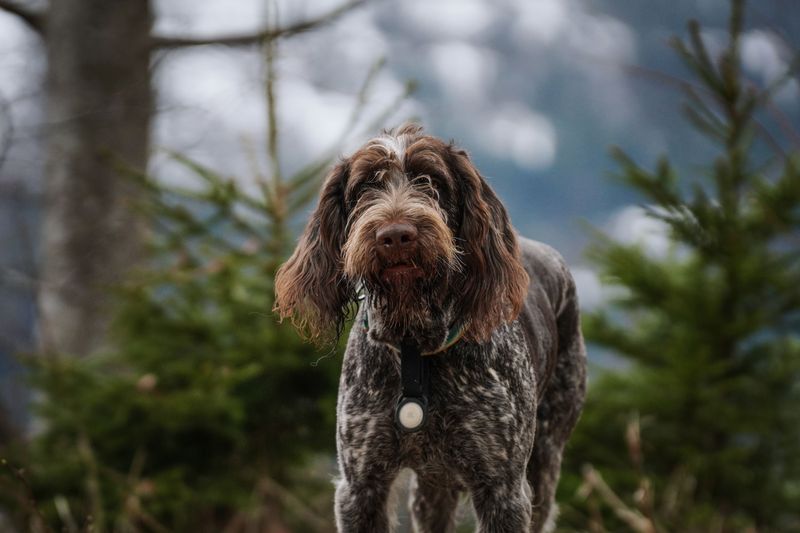 German Wirehaired Pointer
