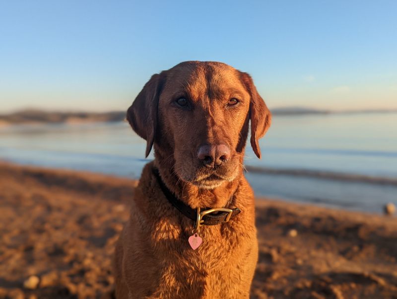 Chesapeake Bay Retriever