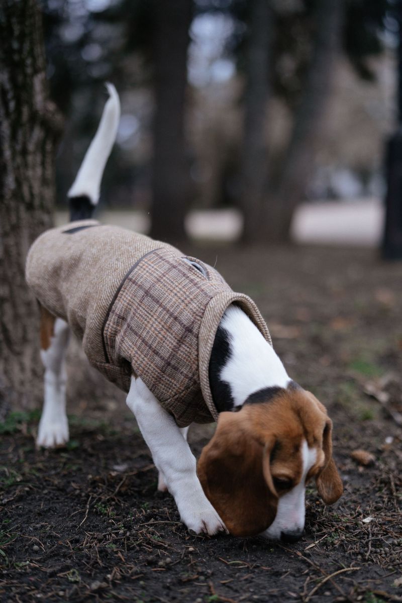 Beagle