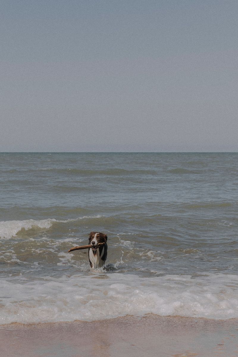 Portuguese Water Dog