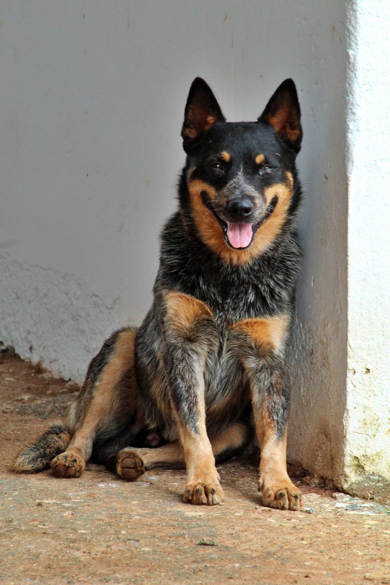 Australian Cattle Dog