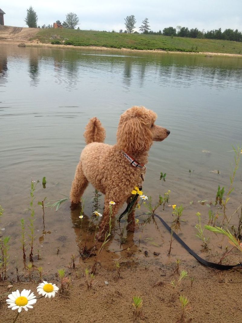 Standard Poodle
