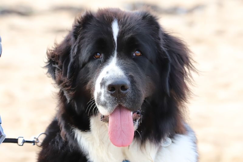 Newfoundlands Are Built For Cold Water