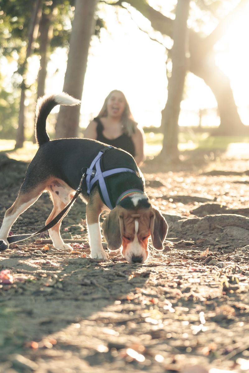 Beagle