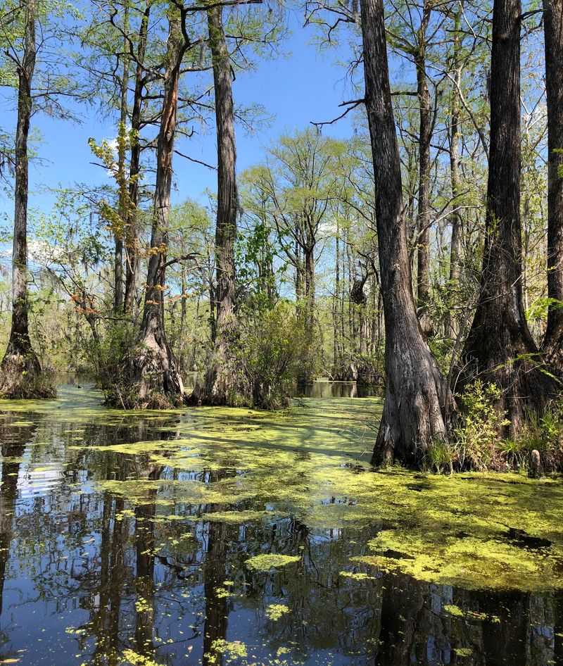 Merchants Millpond State Park Creates A More Unusual Outdoor Weekend
