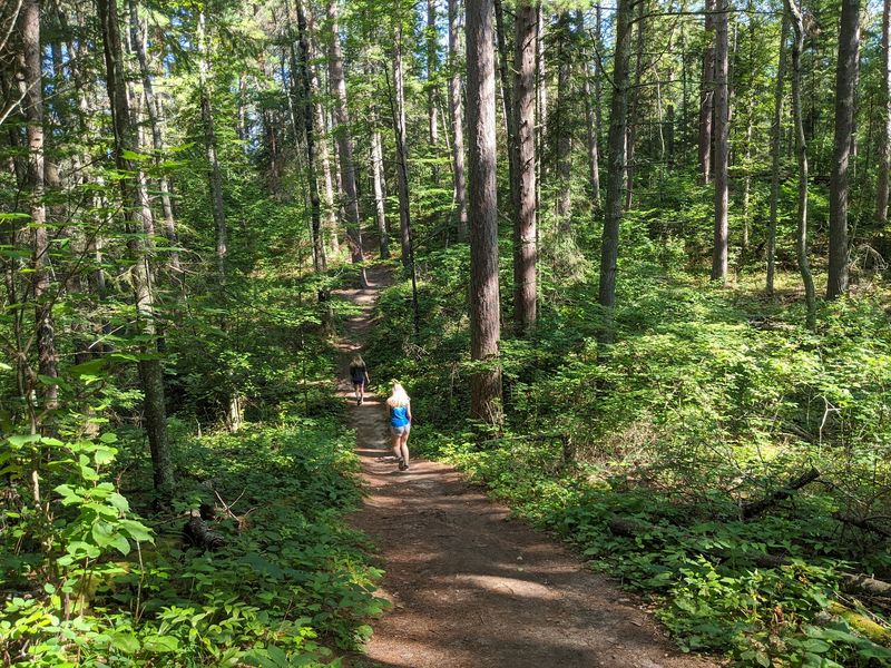 Chippewa National Forest