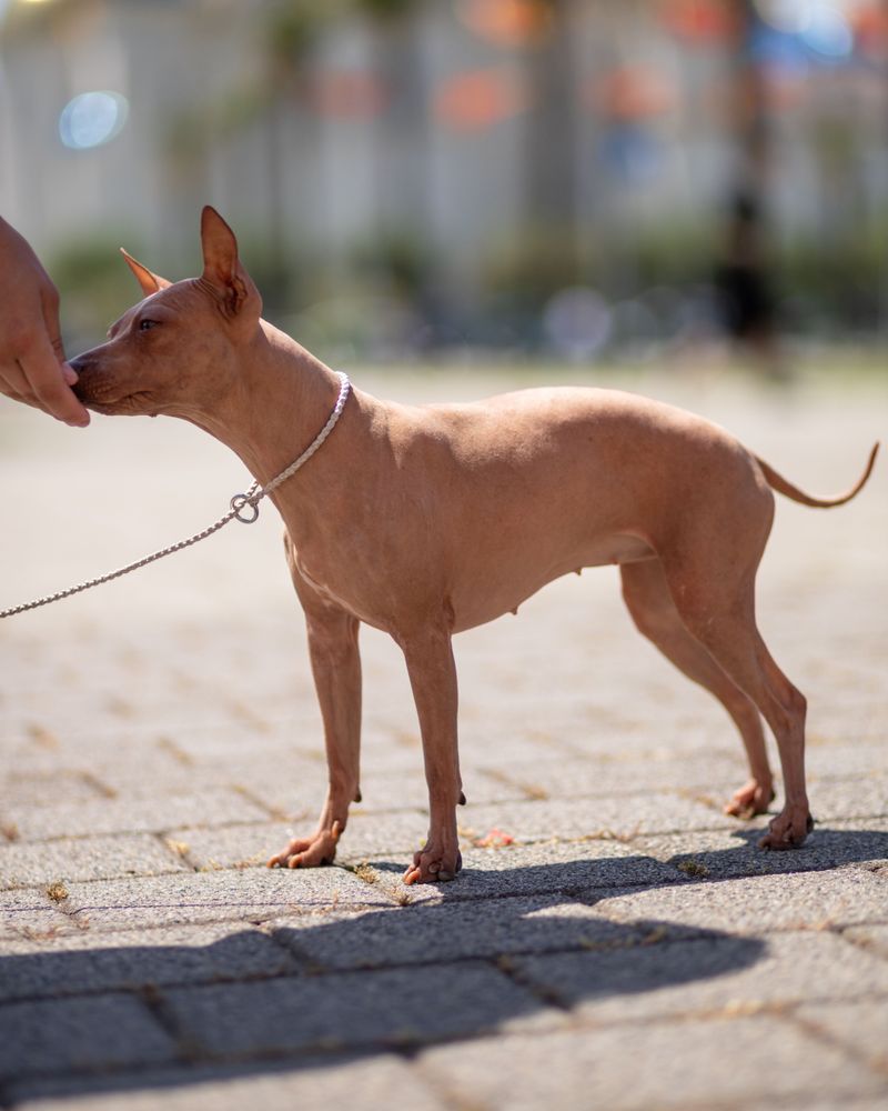 American Hairless Terrier