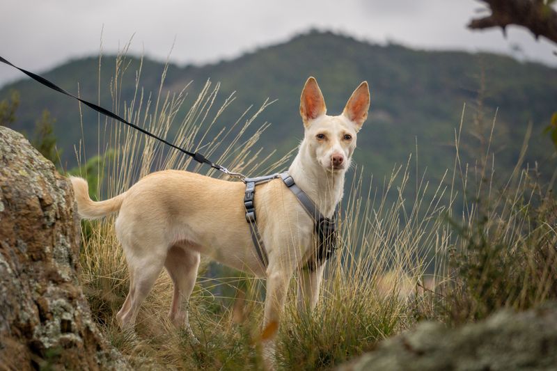 Ibizan Hound