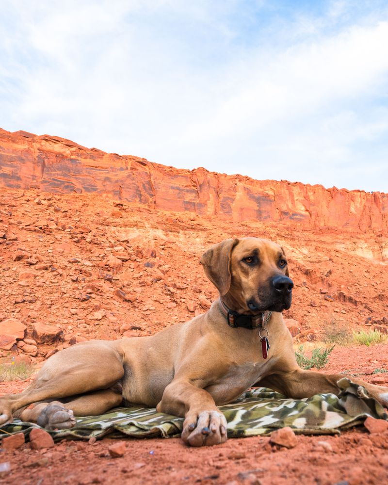 Rhodesian Ridgeback for Sunbaked Trails