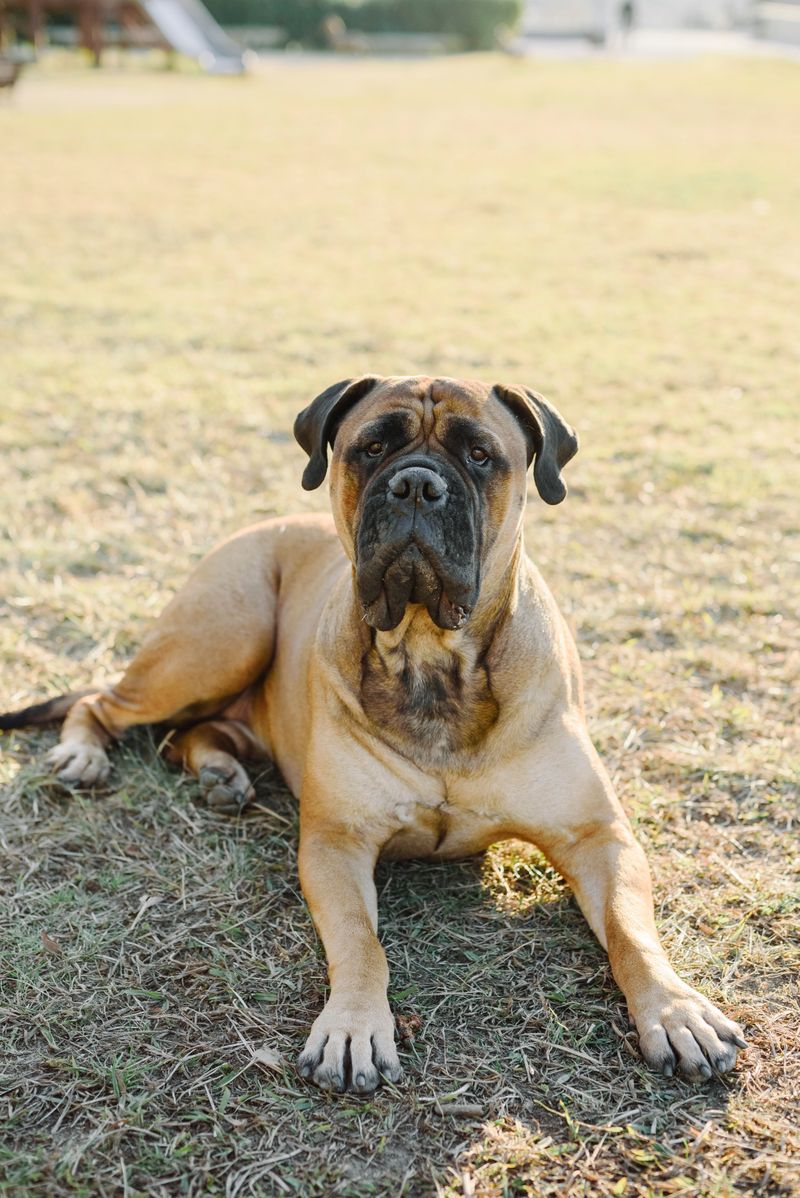 Mastiff: Noble, Patient, and Firmly Anti-Cardio