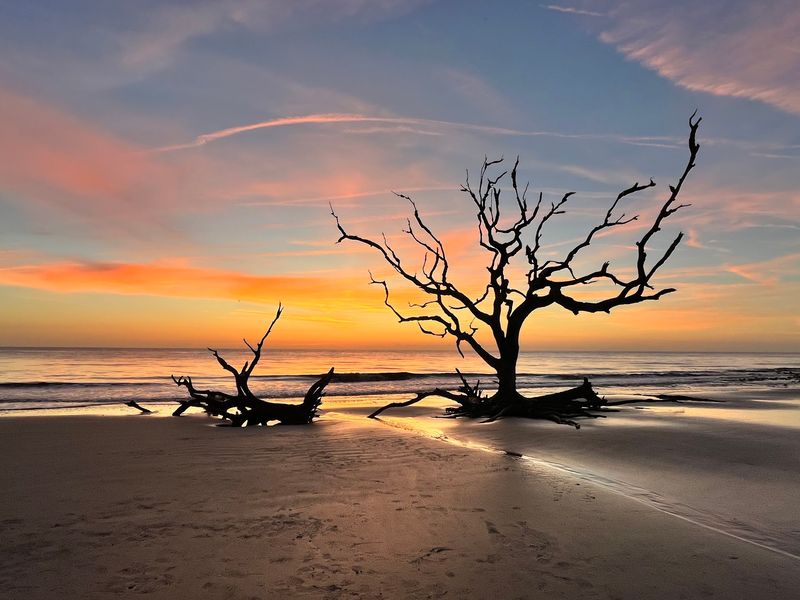 Driftwood Beach - Jekyll Island
