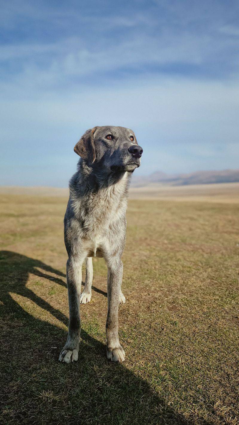 Anatolian Shepherd Dog