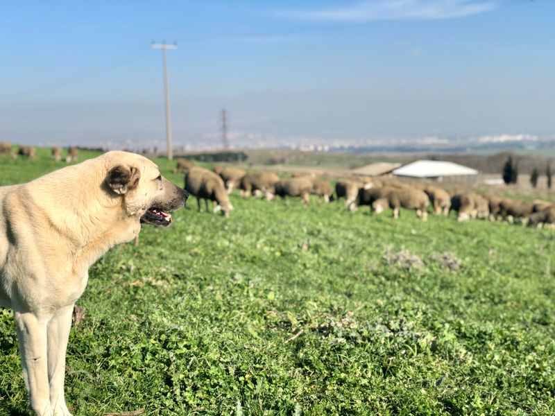 Anatolian Shepherd