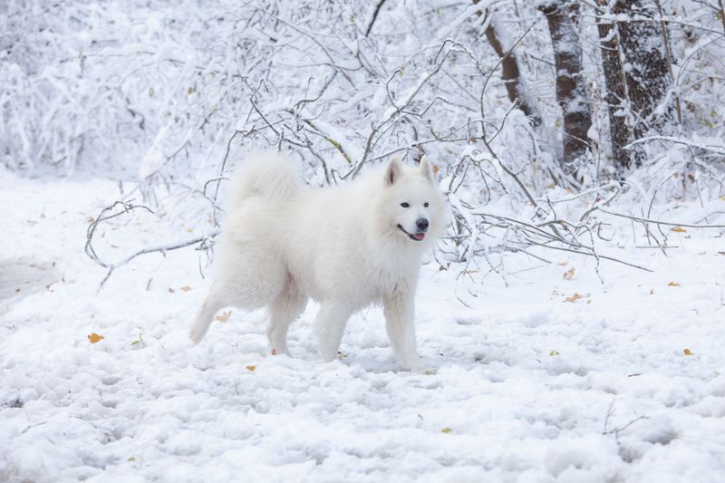 Samoyed Comes With A Natural Winter Coat