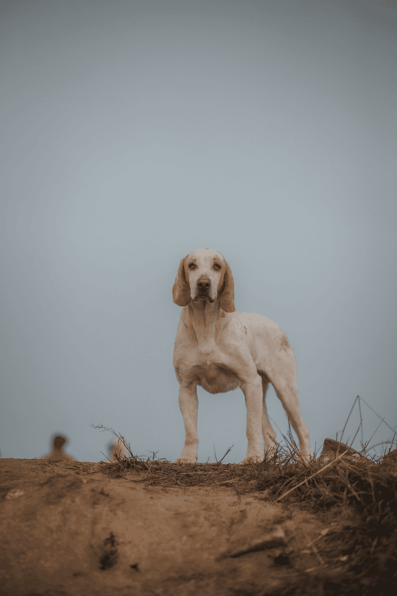 American Foxhound