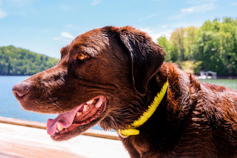 Year-Round Parasite Protection in North Carolina's Long Warm Season