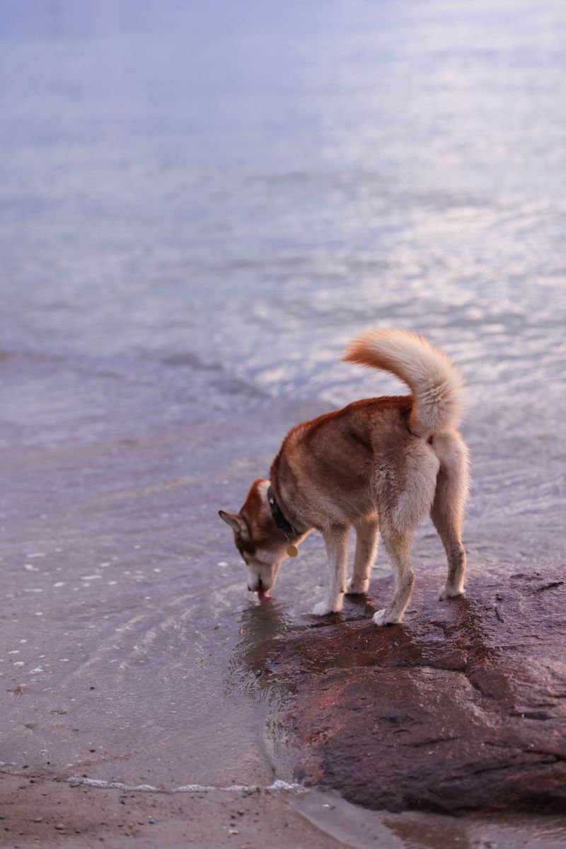 Bay Water Is Not A Drinking Bowl
