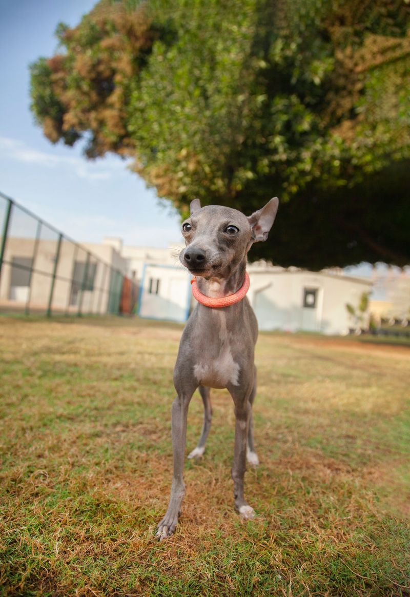 Italian Greyhound