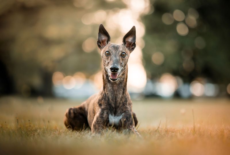 Whippet: Quiet Company With a Turbo Button