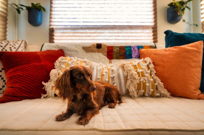 Dachshunds Bring Big Personalities To Small Apartments