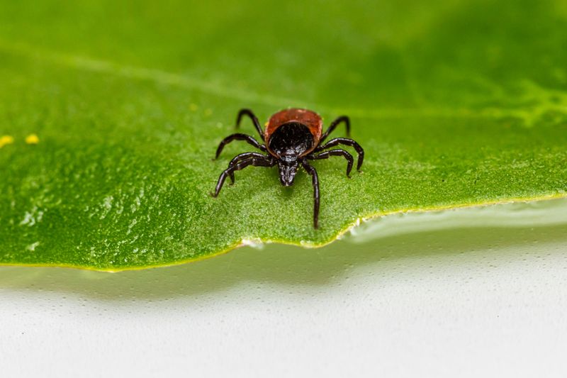 Blacklegged Ticks