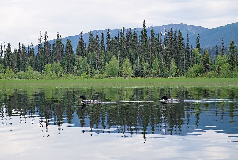 Swan Lake