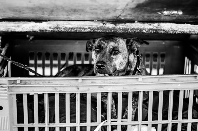 Kennel Up When the Tractor Starts Rolling