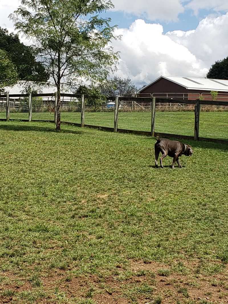 Tudek Dog Park, State College