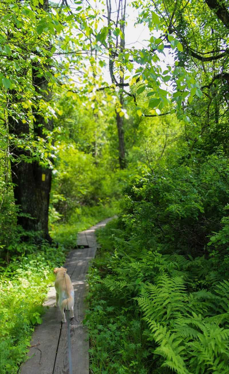 Abingdon: Thirty-Four Miles of Creeper Trail Bliss