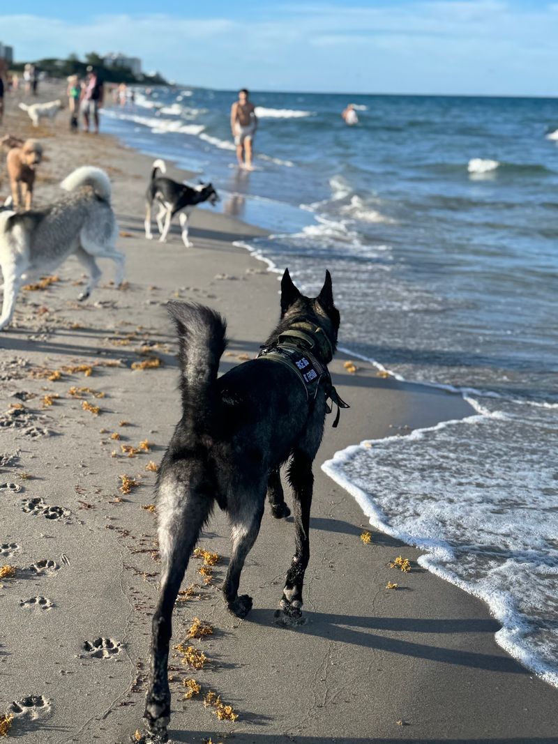 Bark Beach at Spanish River Park, Boca Raton