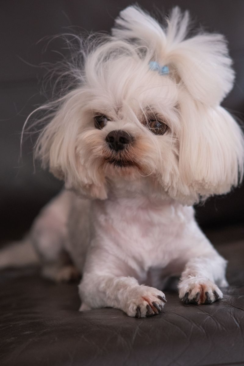 Maltese