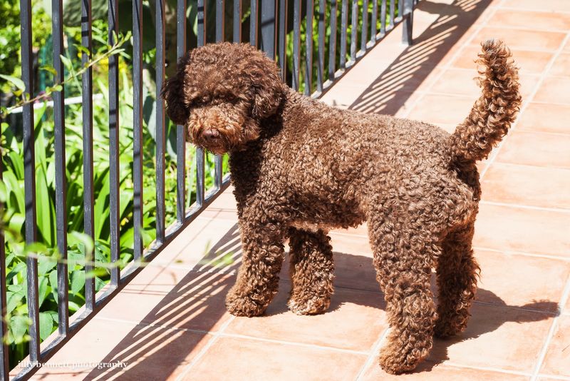 Lagotto Romagnolo