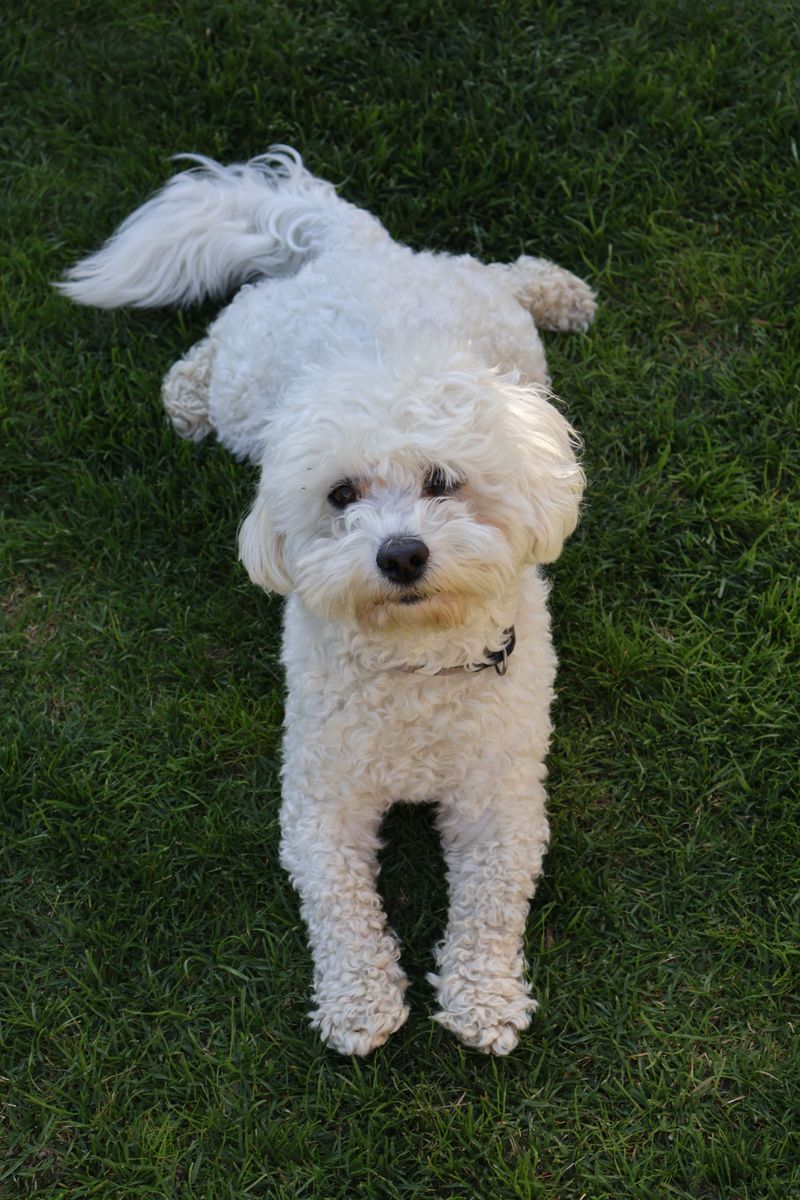 Bichon Frise