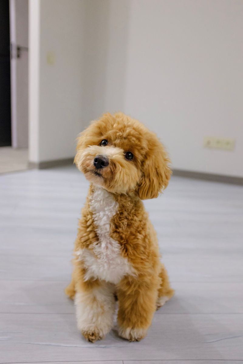 Toy Poodles Offer Intelligence In A Small Package