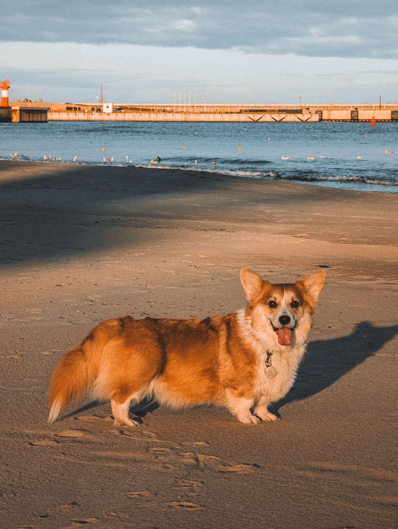 Pembroke Welsh Corgi: Short Legs, Serious Ambition